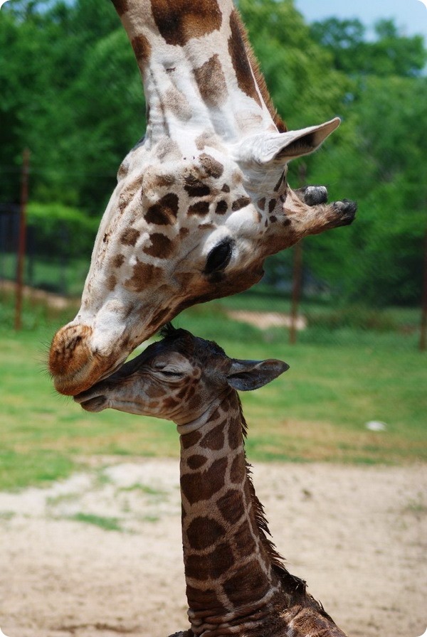 В зоопарке Дикерсон родился детеныш жирафа