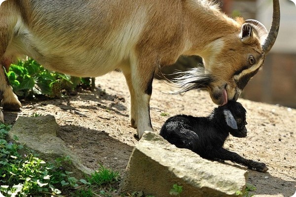 В зоопарке Крефельд на свет появилось 11 козлят