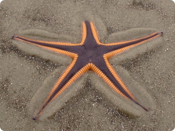 Королевская морская звезда (лат. Astropecten articulatus)