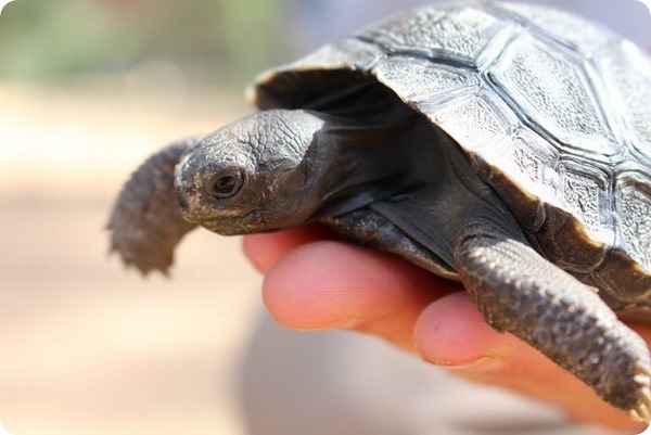 Новые галапагосские черепахи из зоопарка Таронга