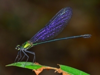 Равнокрылая стрекоза Vestalis amethystina