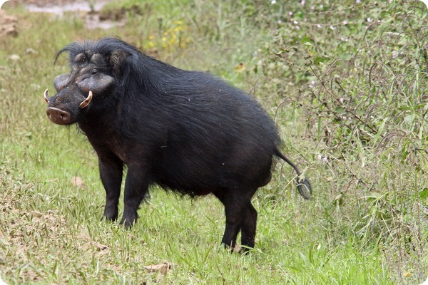 Большая лесная свинья (лат. Hylochoerus meinertzhageni)