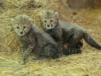 Детеныши гепарда из зоопарка Шёнбрунн