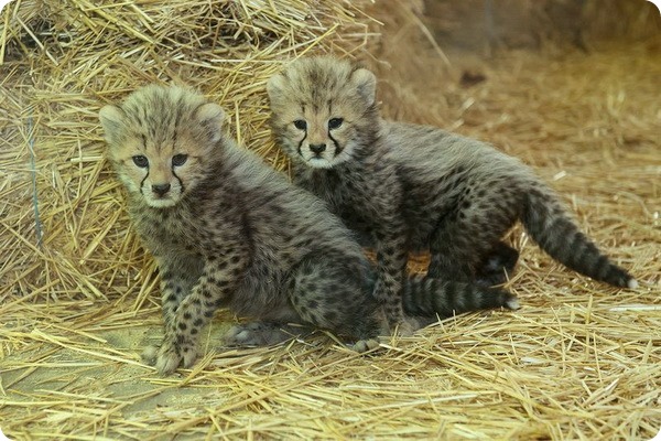 Детеныши гепарда из зоопарка Шёнбрунн