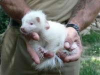 В зоопарке Германии родился скунс-альбинос