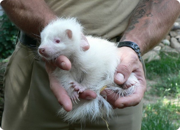 В зоопарке Германии родился скунс-альбинос