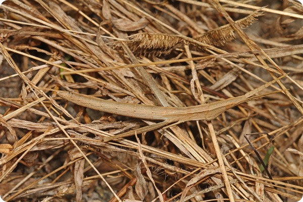 Саранча-зубочистка (лат. Achurum carinatum)