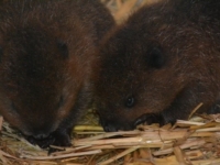 В зоопарке Британии родились детеныши канадского бобра