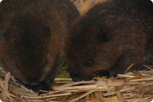 В зоопарке Британии родились детеныши канадского бобра