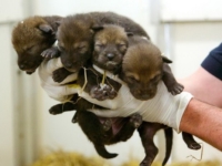 Зоопарк Бердсли представил детенышей рыжего волка