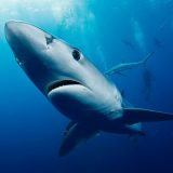 Синяя акула