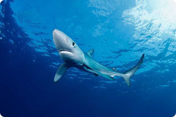 Синяя акула (лат. Prionace glauca)