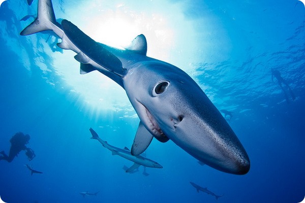 Синяя акула (лат. Prionace glauca)