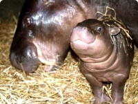 В Португалии родился детеныш карликового бегемота