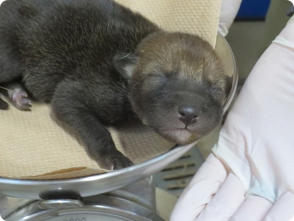 Зоопарк Бердсли представил детенышей рыжего волка
