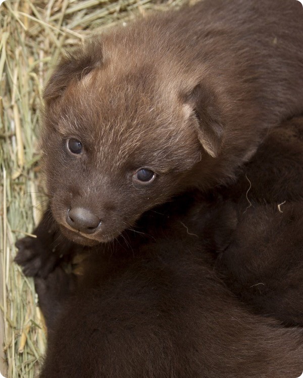 Детеныши гривистого волка из зоопарка Денвера