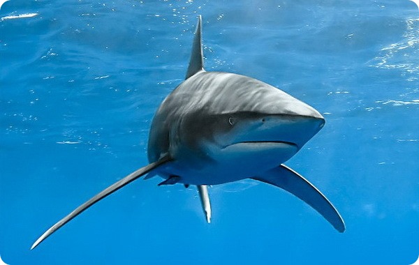 Длиннокрылая акула (лат. Carcharhinus longimanus)