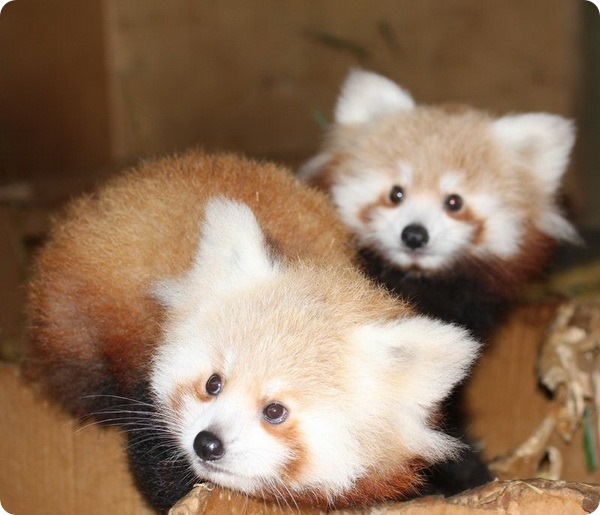 Детеныши красной панды из зоопарка Гамильтон