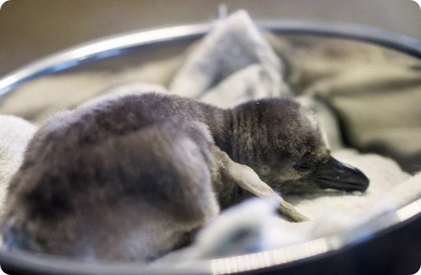 Птенец пингвина Гумбольдта из зоопарка Канзас-Сити