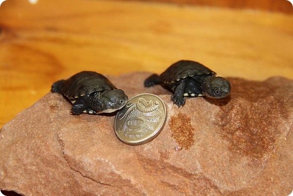 Болотные жабьи черепашата из зоопарка Аделаиды