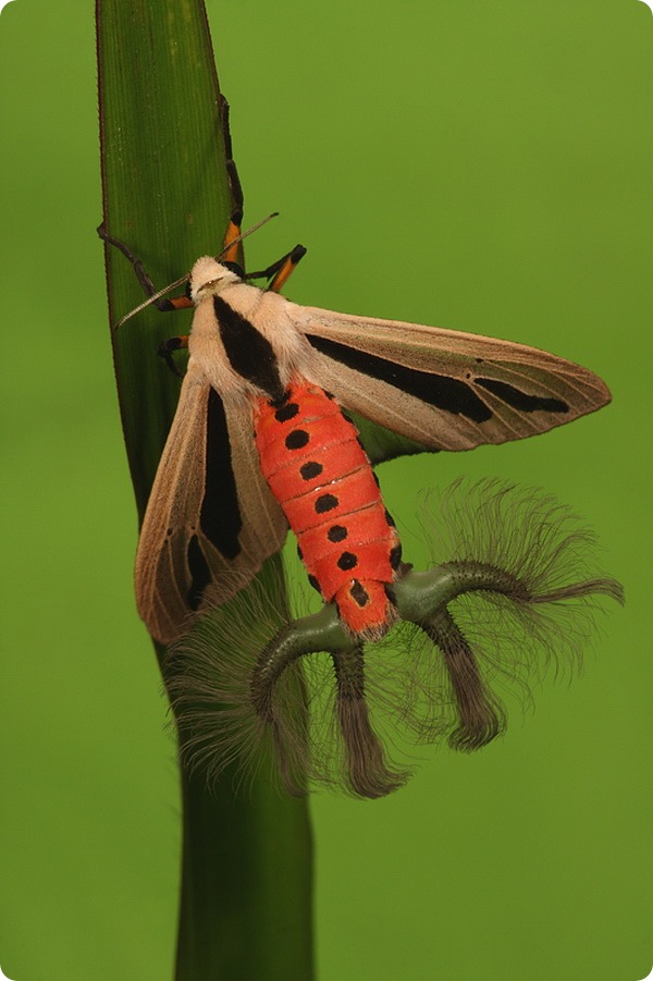 Секрет бабочек из рода Creatonotos