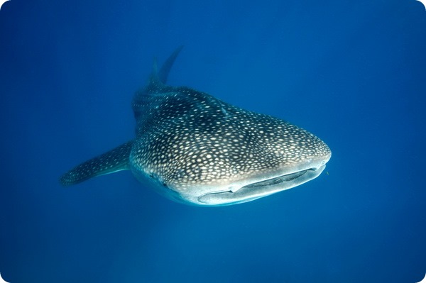 Китовая акула (лат. Rhincodon typus)
