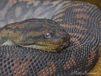 Арафурская бородавчатая змея