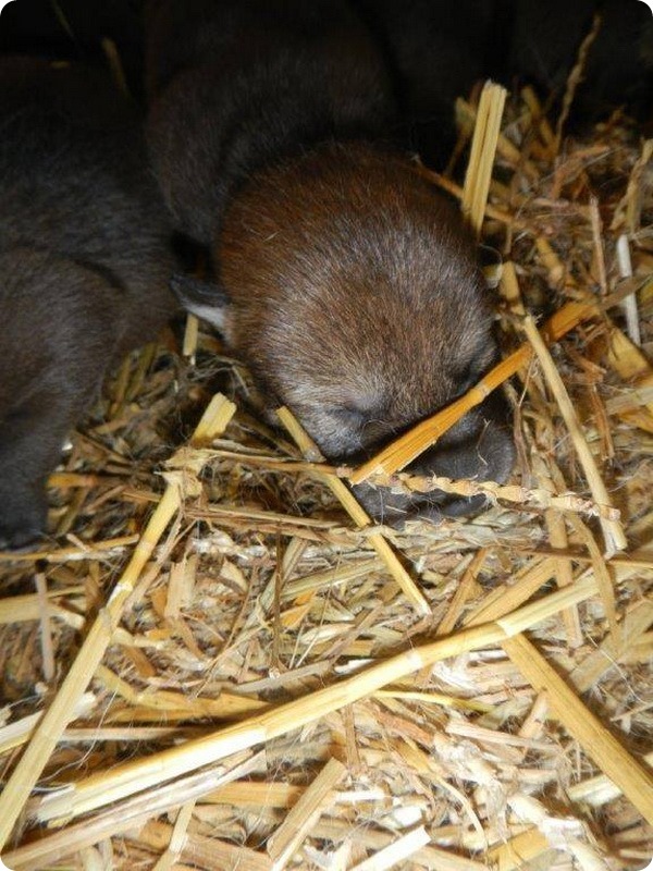 В зоопарке Висконсина родились детеныши рыжего волка