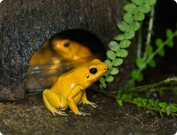 Ужасный листолаз (лат. Phyllobates terribilis)