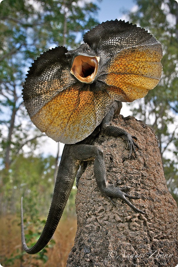 Плащеносная ящерица (лат. Chlamydosaurus kingii)