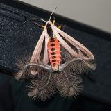 Секрет бабочек из рода Creatonotos