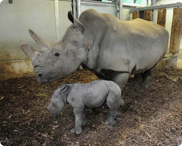 Зоопарк Бюргерса представил детеныша белого носорога