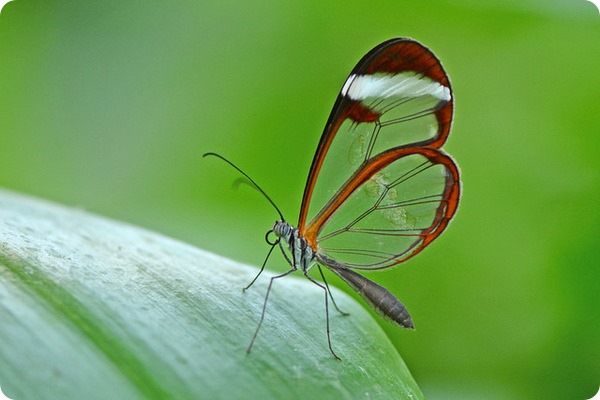 Грета Ото (лат.Greta oto), или стеклянная бабочка