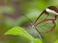Грета Ото или стеклянная бабочка