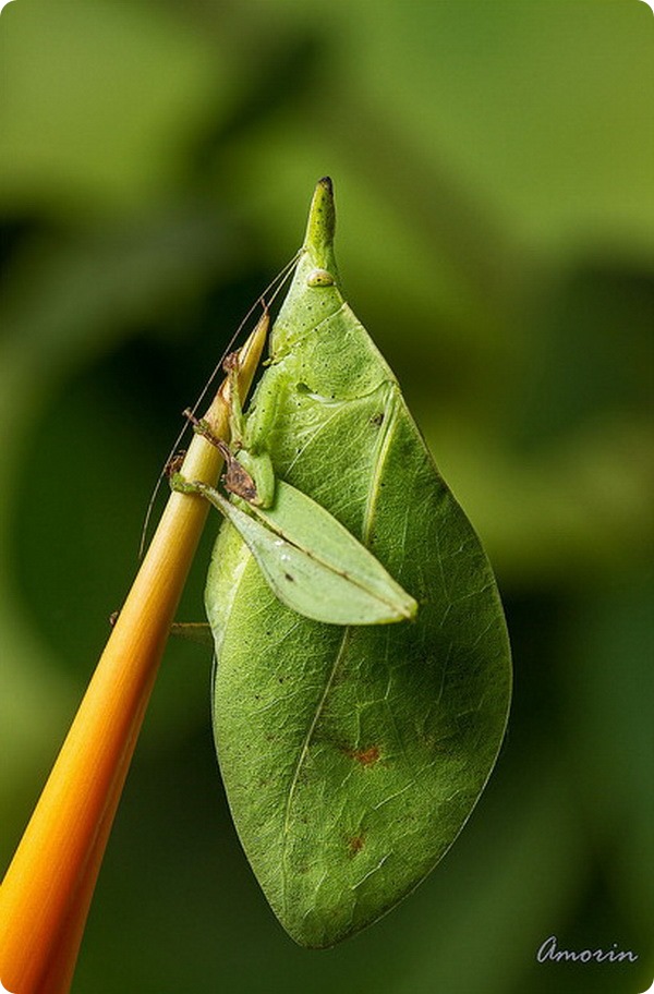Кузнечик-листок (лат. Aegimia elongata)