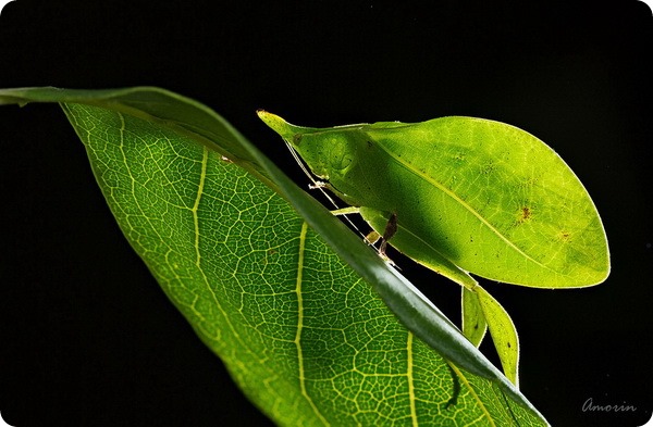 Кузнечик-листок (лат. Aegimia elongata)