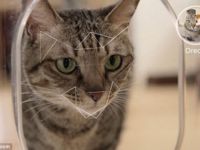 Bistro — Заботливый гаджет для кошек
