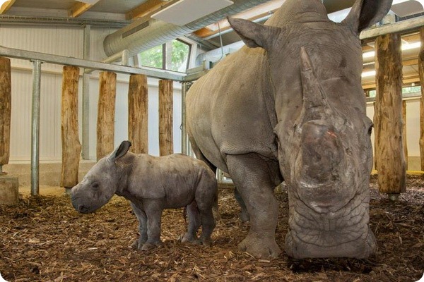 Зоопарк Бюргерса представил детеныша белого носорога