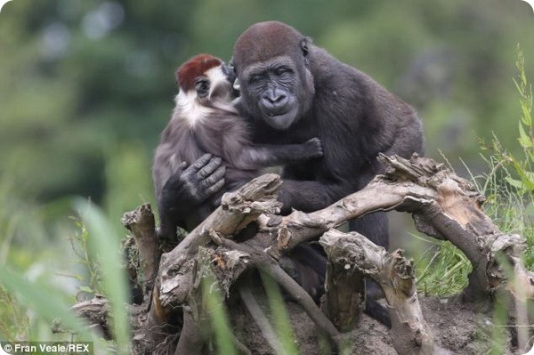 Мангобей и горилла стали лучшими друзьями