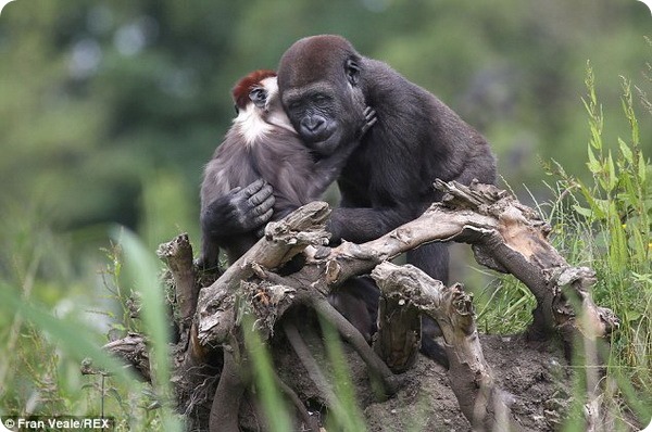 Мангобей и горилла стали лучшими друзьями