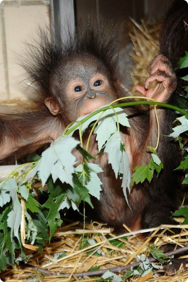 Детеныш орангутанга обрел свой дом в зоопарке Брукфилда