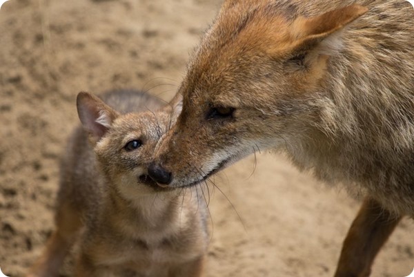 В зоопарке NaturZoo в Рейне родились детеныши шакала