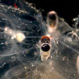 Прозрачный осьминог