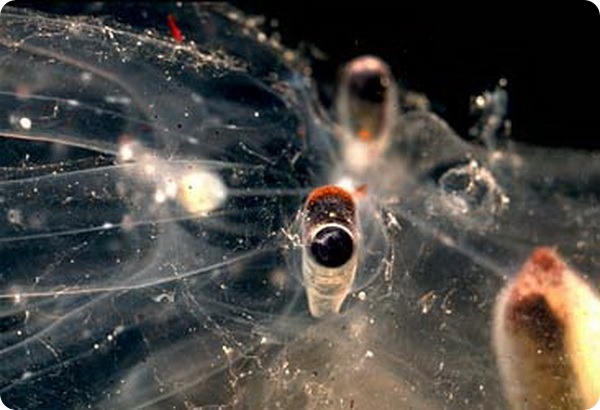 Прозрачный осьминог Vitreledonella richardi