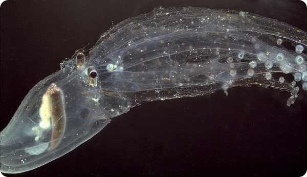 Прозрачный осьминог Vitreledonella richardi