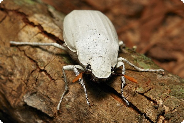 Белый скарабей (лат. Cyphochilus insulanus)