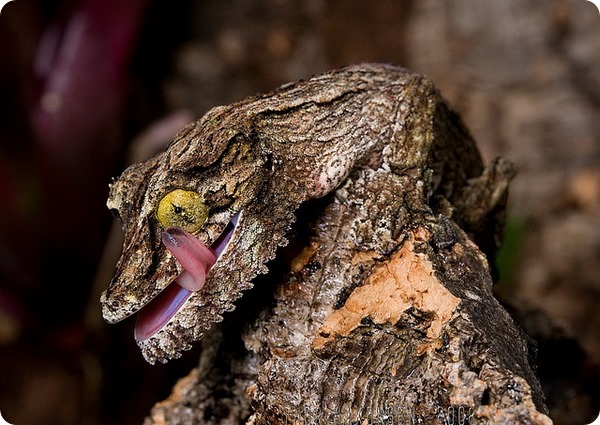 Мшистый плоскохвостый геккон (лат. Uroplatus sikorae)