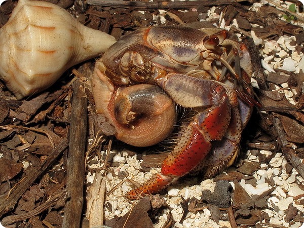 Карибский краб-отшельник (лат. Coenobita clypeatus)