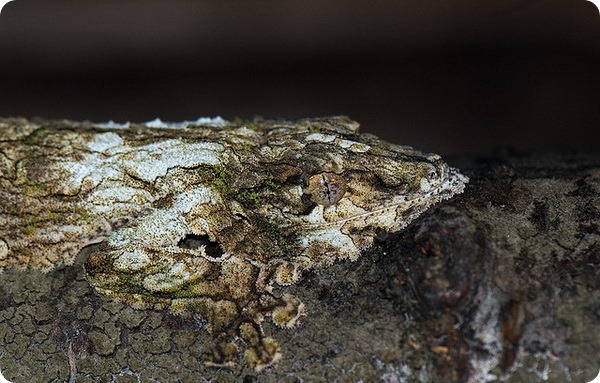 Мшистый плоскохвостый геккон (лат. Uroplatus sikorae)
