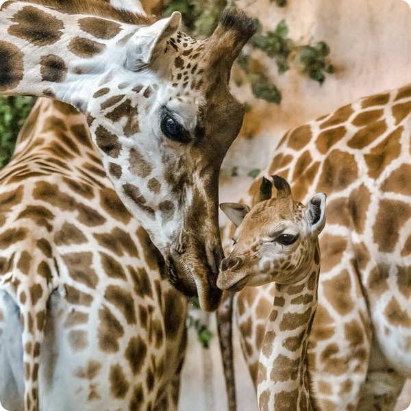 Счастливый детеныш жирафа из зоопарка Праги